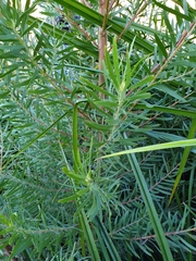 Alatosperma