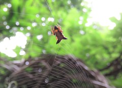 Micrathena duodecimspinosa