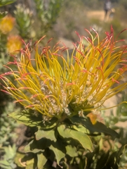 Leucospermum grandiflorum