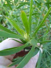 Alatosperma