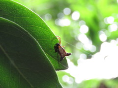 Micrathena duodecimspinosa