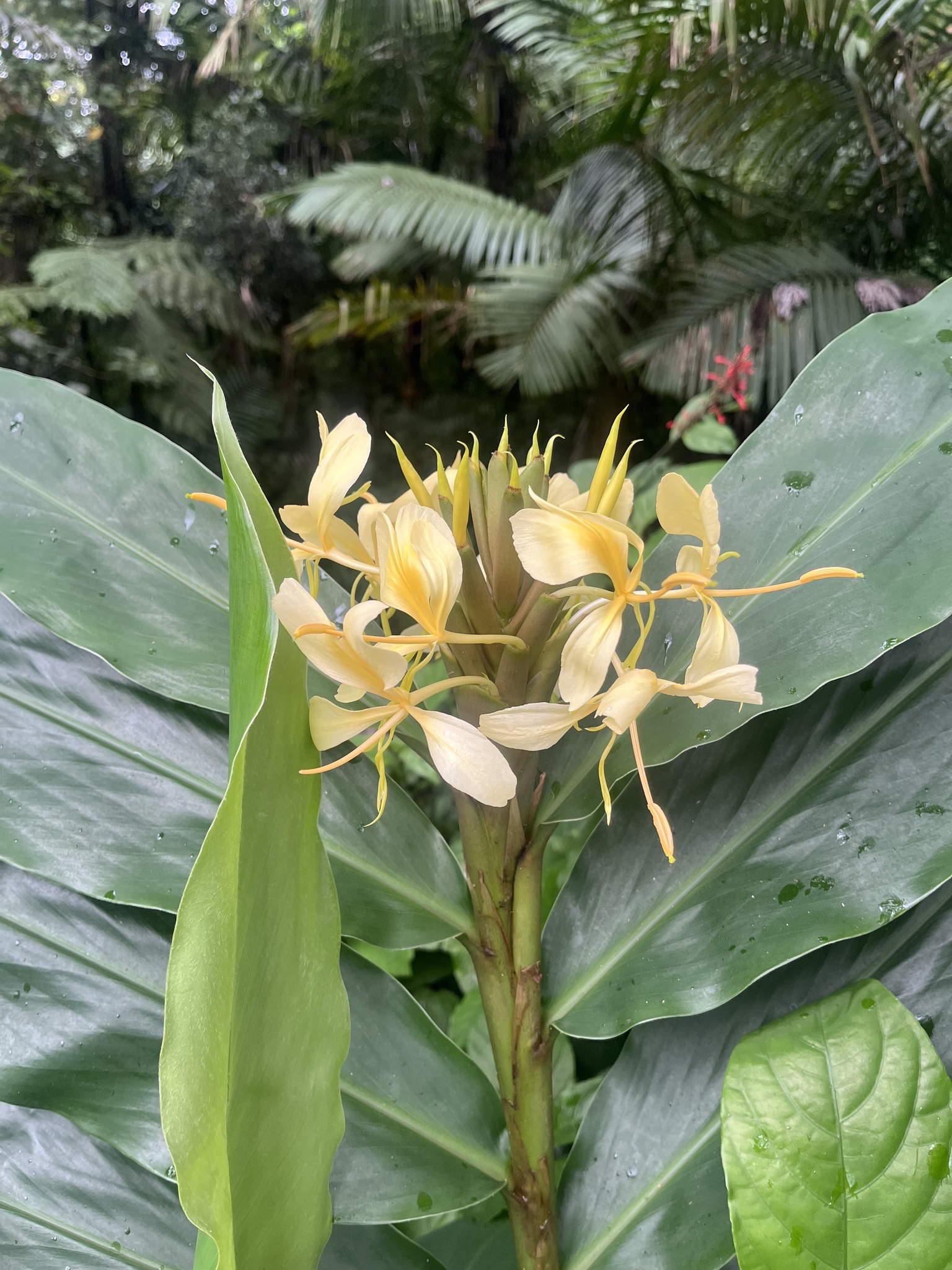 Imagem de Gengibre-amarelo