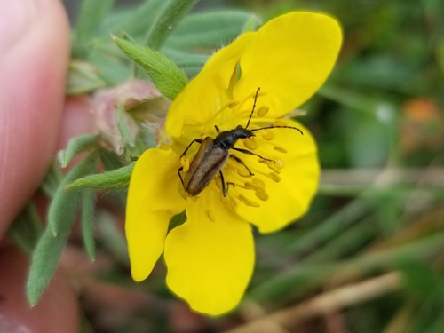 Gnathacmaeops pratensis photo 3