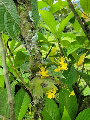 Image of Erycina Pumilio (Erycina pumilio) by no rights reserved