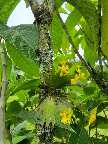 Image of Erycina Pumilio (Erycina pumilio) by no rights reserved
