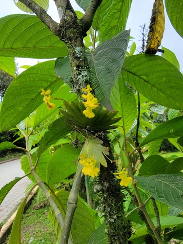 Image of Erycina Pumilio (Erycina pumilio) by no rights reserved