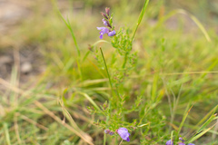 Dracocephalum peregrinum