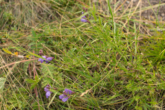 Dracocephalum peregrinum