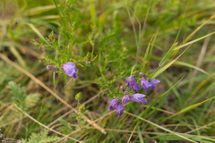 Dracocephalum peregrinum