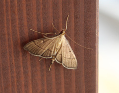 Bradina angustalis