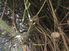 Pulvinaria floccifera