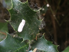 Pulvinaria floccifera