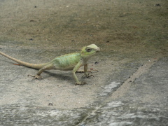 Calotes versicolor