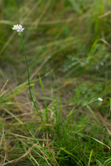 Allium ramosum