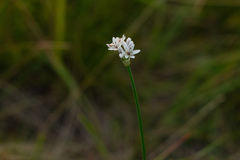 Allium ramosum