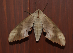 Marumba sperchius
