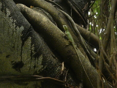 Calotes versicolor
