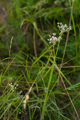 Allium anisopodium