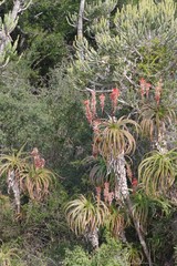 Aloe pluridens