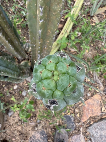 Foto de Cacto San Pedro