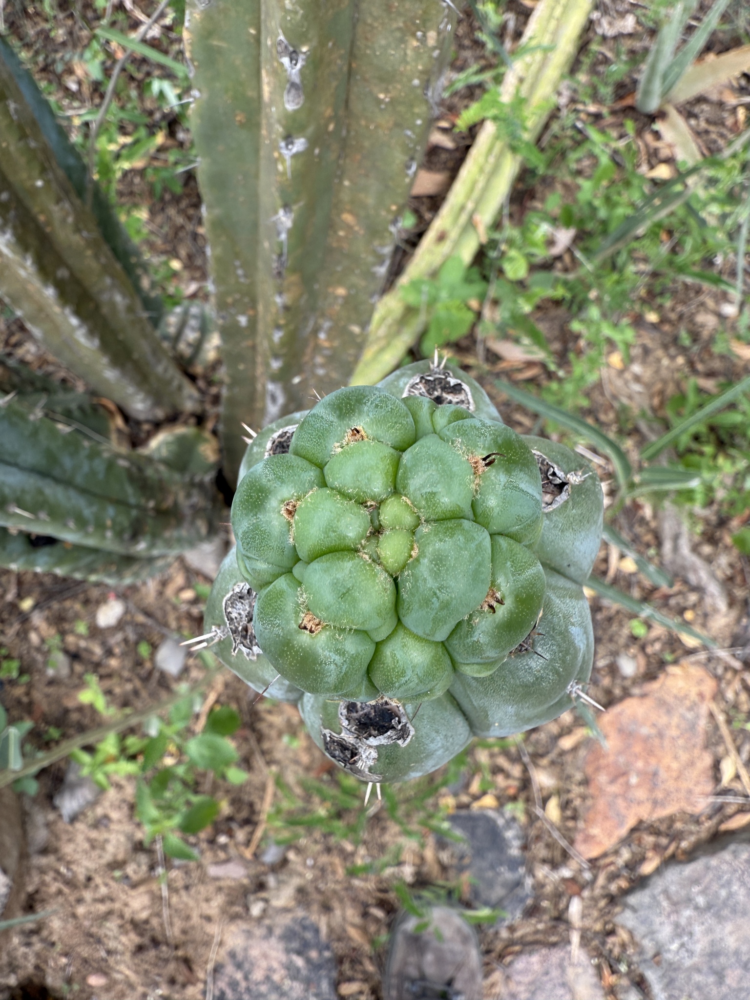 Imagem de Cacto San Pedro