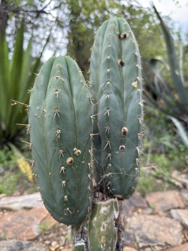 Foto de Cacto San Pedro