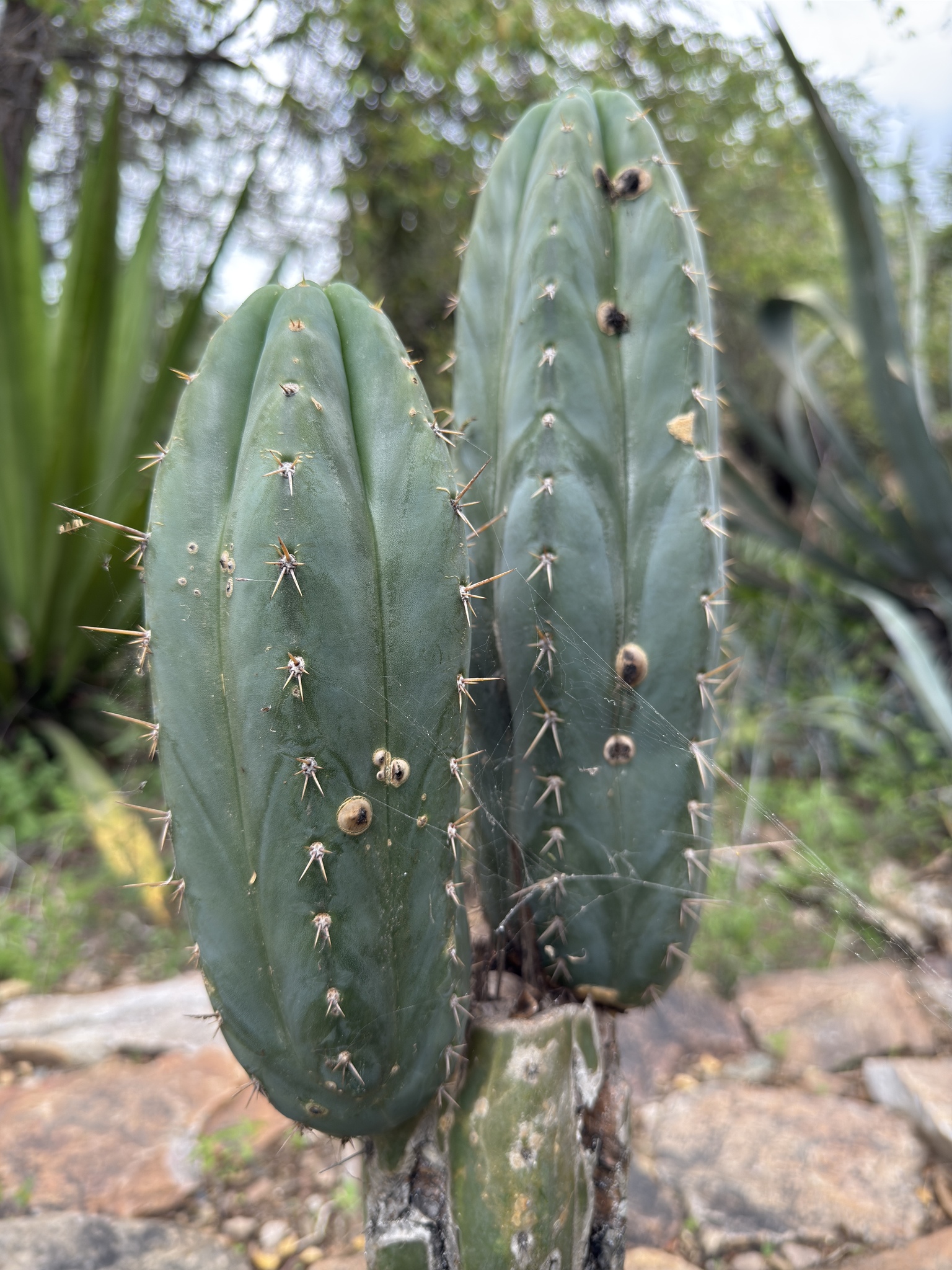 Imagem de Cacto San Pedro