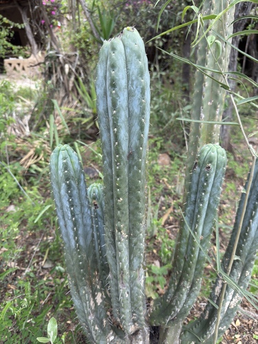 Foto de Cacto San Pedro