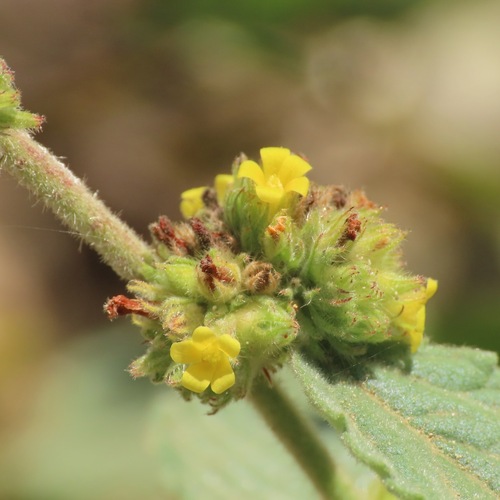 Tapacola (Waltheria indica)