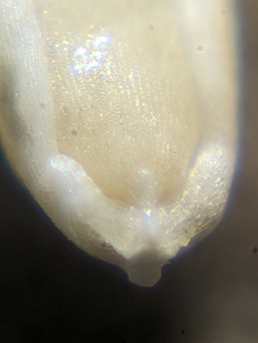 Panicum alatum var. minus