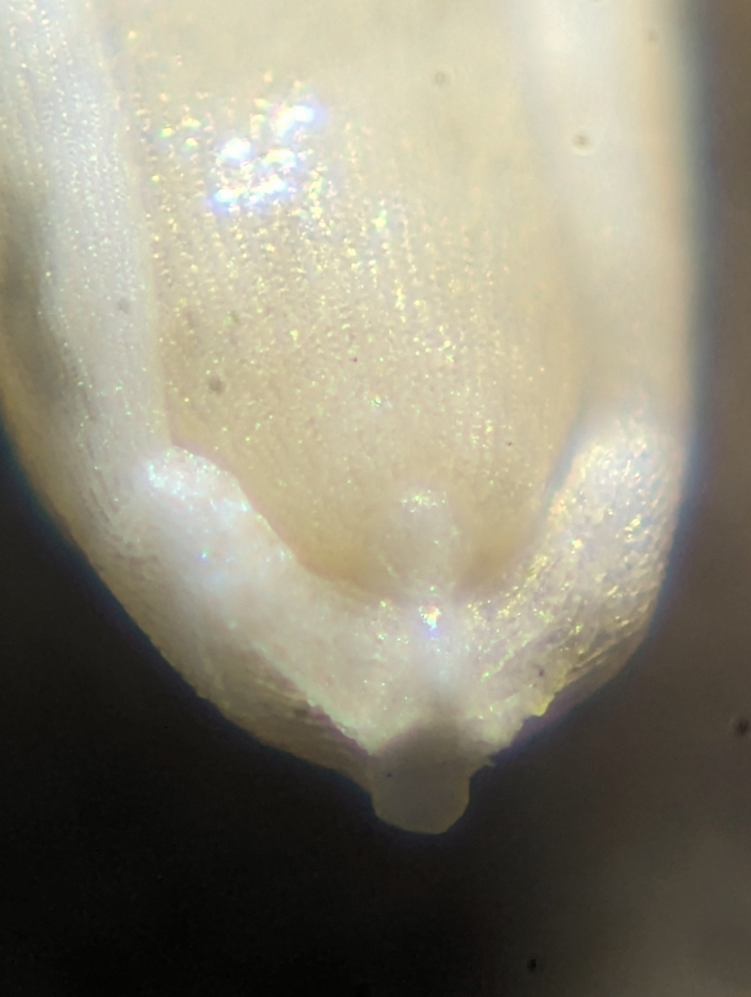 Panicum alatum var. minus