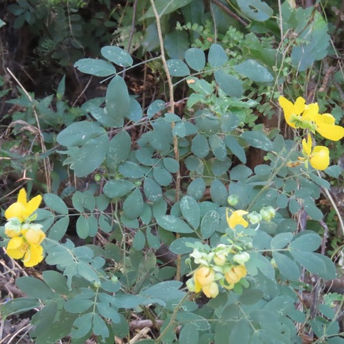 Twin-flowered cassia (Senna pallida)