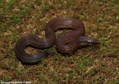 Aspidura trachyprocta