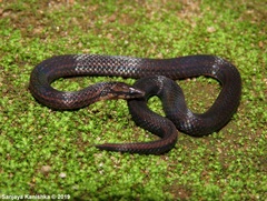 Aspidura trachyprocta