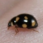 Brachiacantha ursina