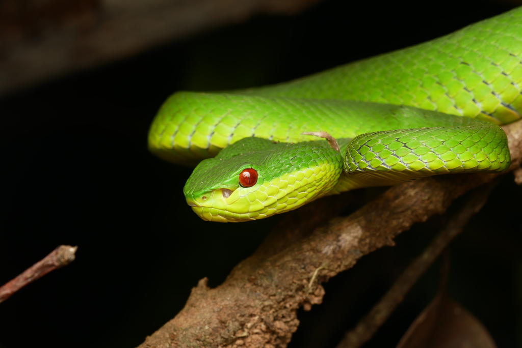 Guo's Green Pit Viper