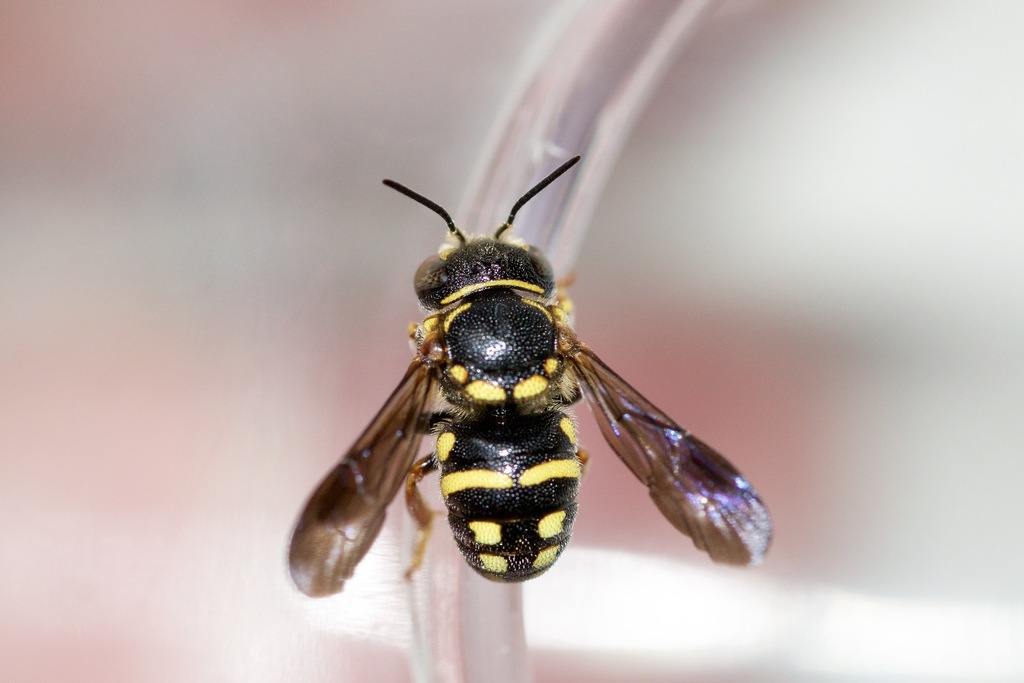 Eastern Rotund-resin Bee