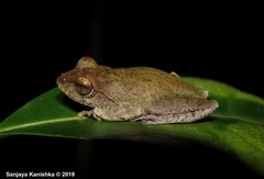 Pseudophilautus viridis