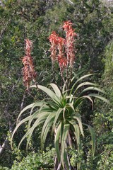 Aloe pluridens