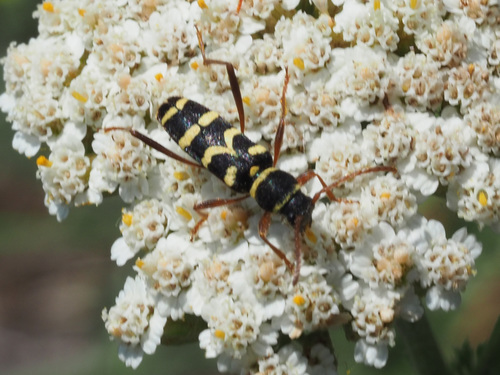 Clytus robertae