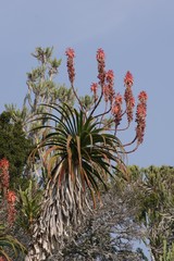 Aloe pluridens
