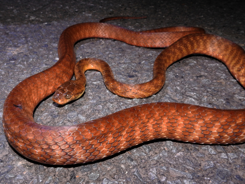 Brown Tree Snake sighting