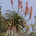 Aloe pluridens - Photo (c) Craig Peter, algunos derechos reservados (CC BY-NC), subido por Craig Peter