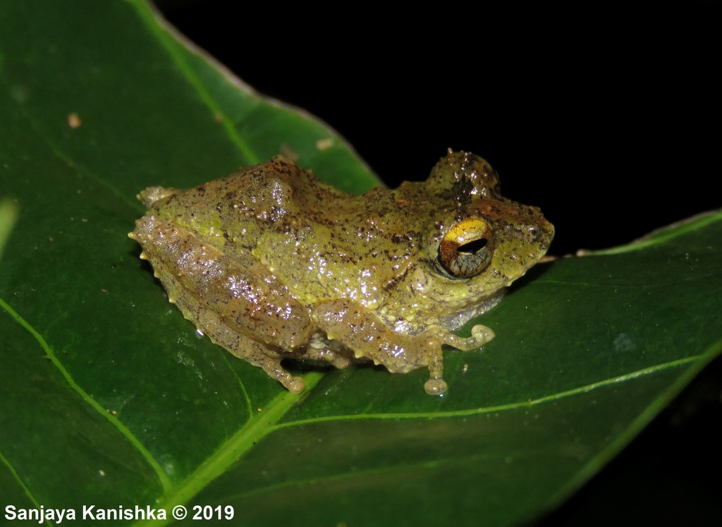 Dilmah Shrub Frog