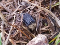 Thanatophilus lapponicus