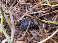 Thanatophilus lapponicus