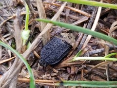 Thanatophilus lapponicus