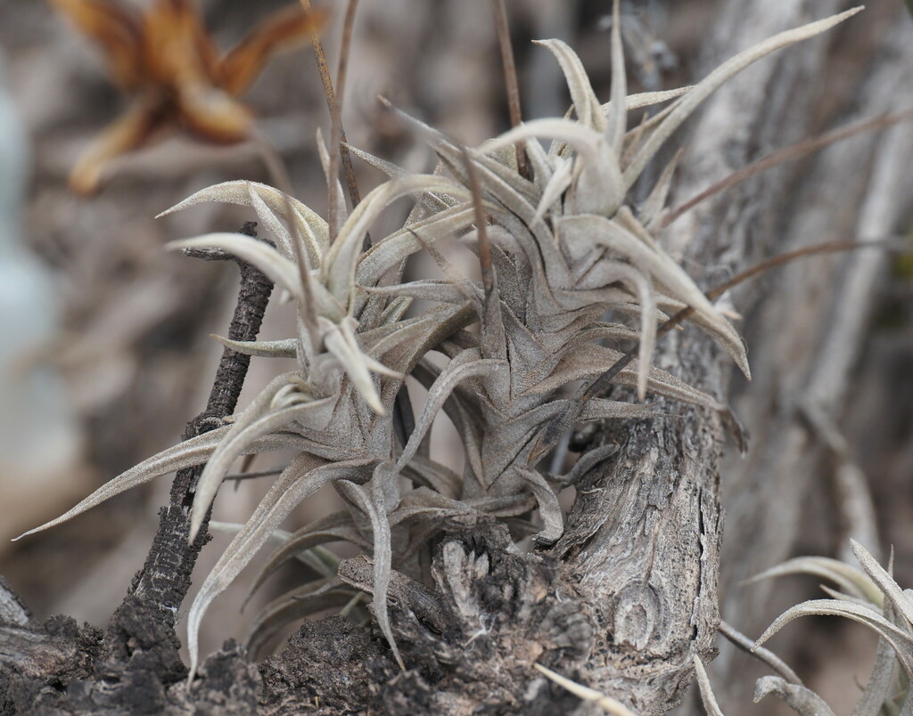 Tillandsia gilliesii; photograph (c) Rosario Douglas, some rights reserved (CC BY)