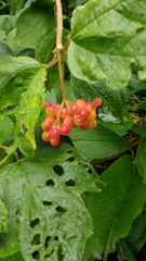 Viburnum opulus