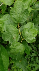 Viburnum opulus